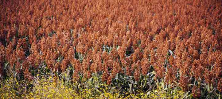 sorgo rojo